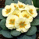 Primrose Everlast Yellow Bedding Plants  3