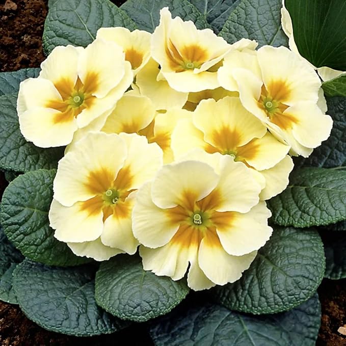Primrose Everlast Yellow Bedding Plants  3
