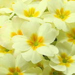 Primrose Everlast Yellow Bedding Plants  2
