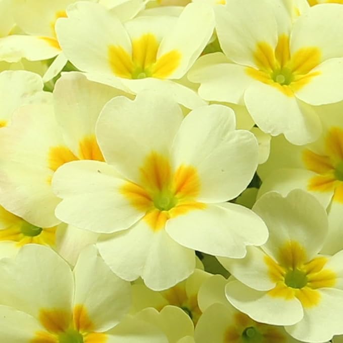 Primrose Everlast Yellow Bedding Plants  2