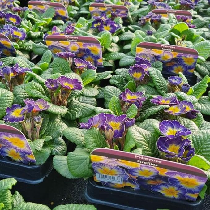 Primrose Fireflies Bedding Plants  2