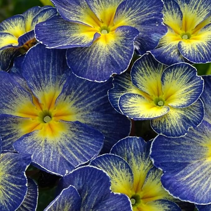 Primrose Fireflies Bedding Plants  1