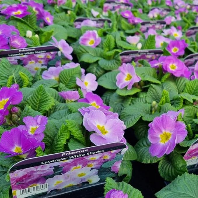 Primrose Lavender White Shades Bedding Plants  2