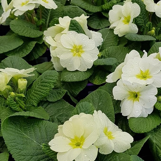 Primrose Mojito Bedding Plants  1