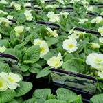 Primrose Mojito Bedding Plants  2