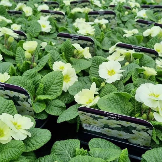Primrose Mojito Bedding Plants  2