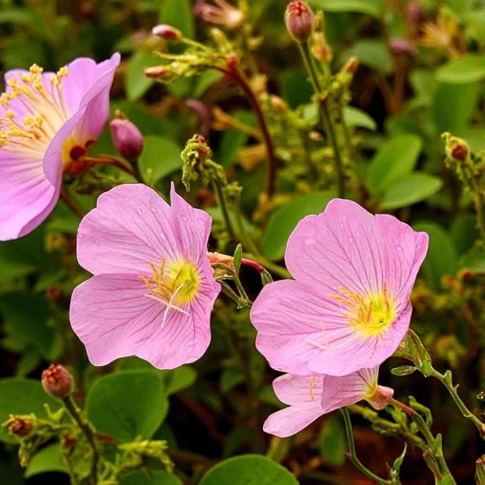 Primrose Rose Bedding Plants  1