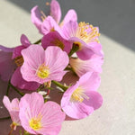Primrose Rose Bedding Plants  2