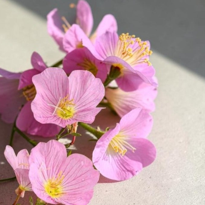 Primrose Rose Bedding Plants  2
