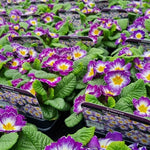 Primrose Star Flame Violet Bedding Plants  1