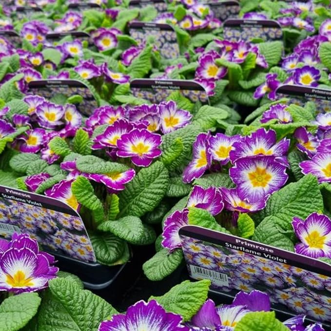 Primrose Star Flame Violet Bedding Plants  1