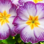 Primrose Star Flame Violet Bedding Plants  2