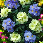 Primrose Vanilla Sky Bedding Plants  1
