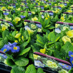 Primrose Vanilla Sky Bedding Plants  2