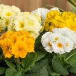 Primrose Yellow White Mix Bedding Plants  1