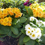Primrose Yellow White Mix Bedding Plants  2