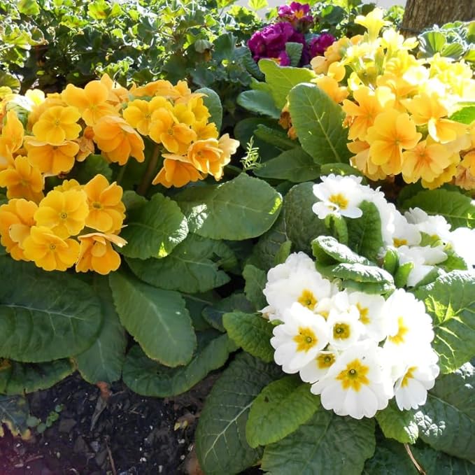 Primrose Yellow White Mix Bedding Plants  2