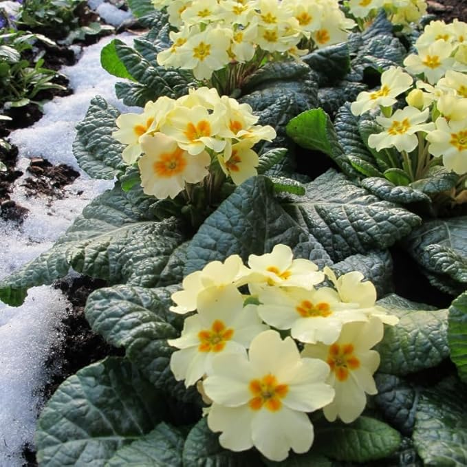 Primrose Yellow White Mix Bedding Plants  4