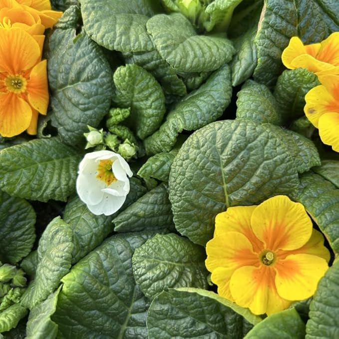 Primrose Yellow White Mix Bedding Plants  3