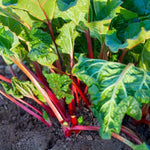 Prince Albert Rhubarb Bare Root Crown  3
