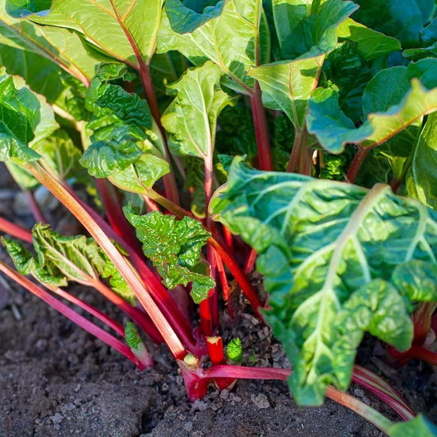 Prince Albert Rhubarb Bare Root Crown  3