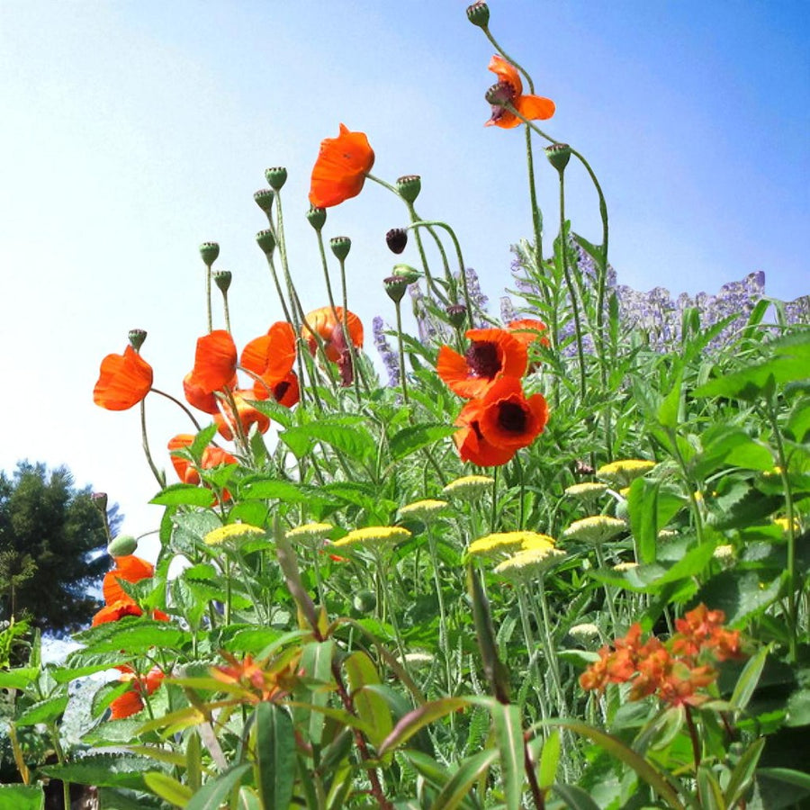 Poppy Papaver Prince Of Orange Bare Root  2