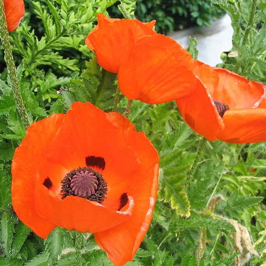 Poppy Papaver Prince Of Orange Bare Root  4