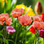 Poppy Papaver Prince Of Orange Bare Root  3