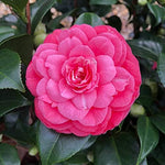 Princess Baciocchi Camellia  2