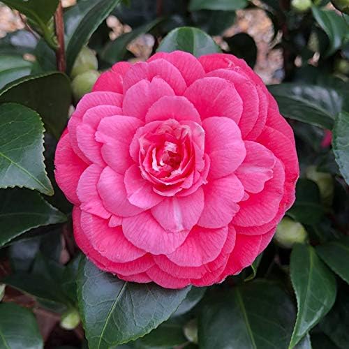 Princess Baciocchi Camellia  2