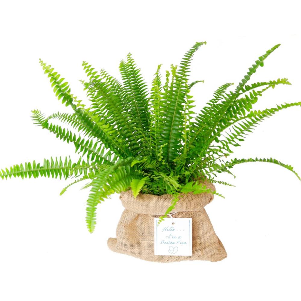 Boston Fern Hessian Gift Wrap