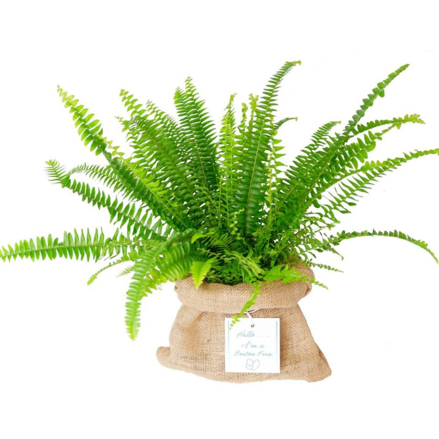Boston Fern in Hessian Gift Wrap Boston Fern in Hessian Gift Wrap image1 1
