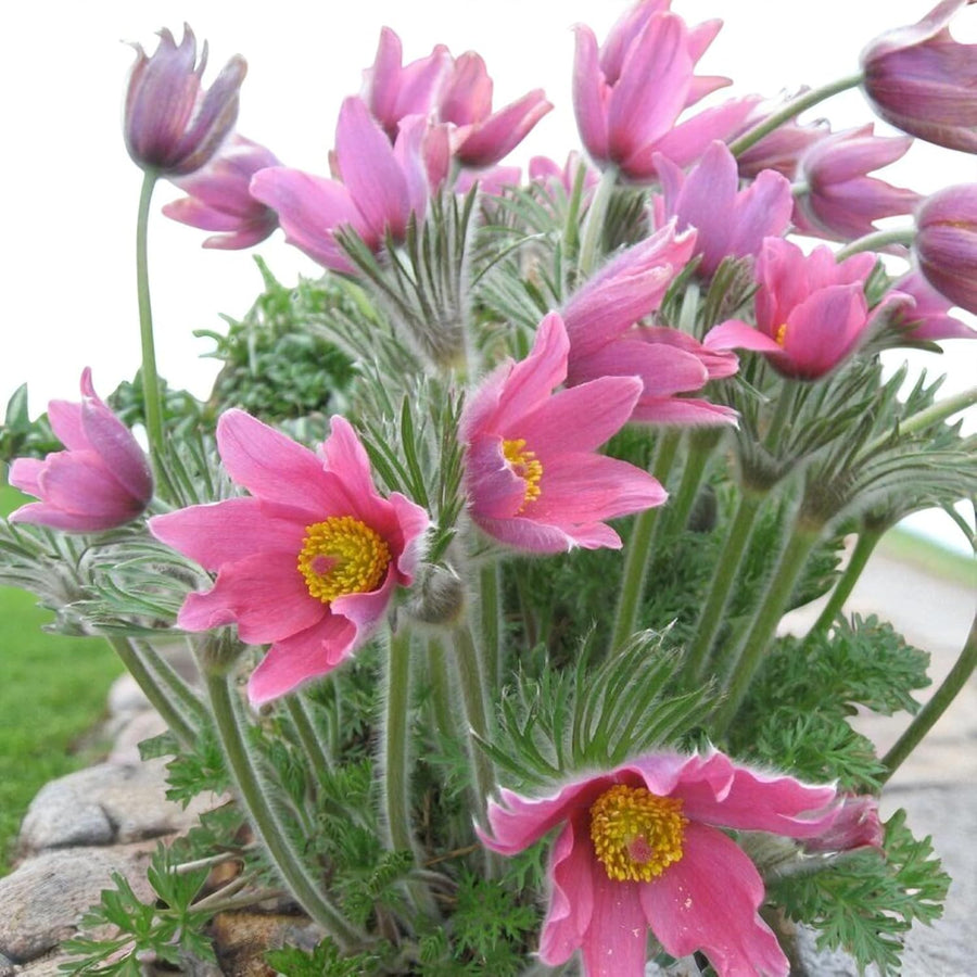 Pulsatilla Rosea Bare Root  4