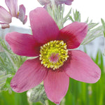 Pulsatilla Rosea Bare Root  3