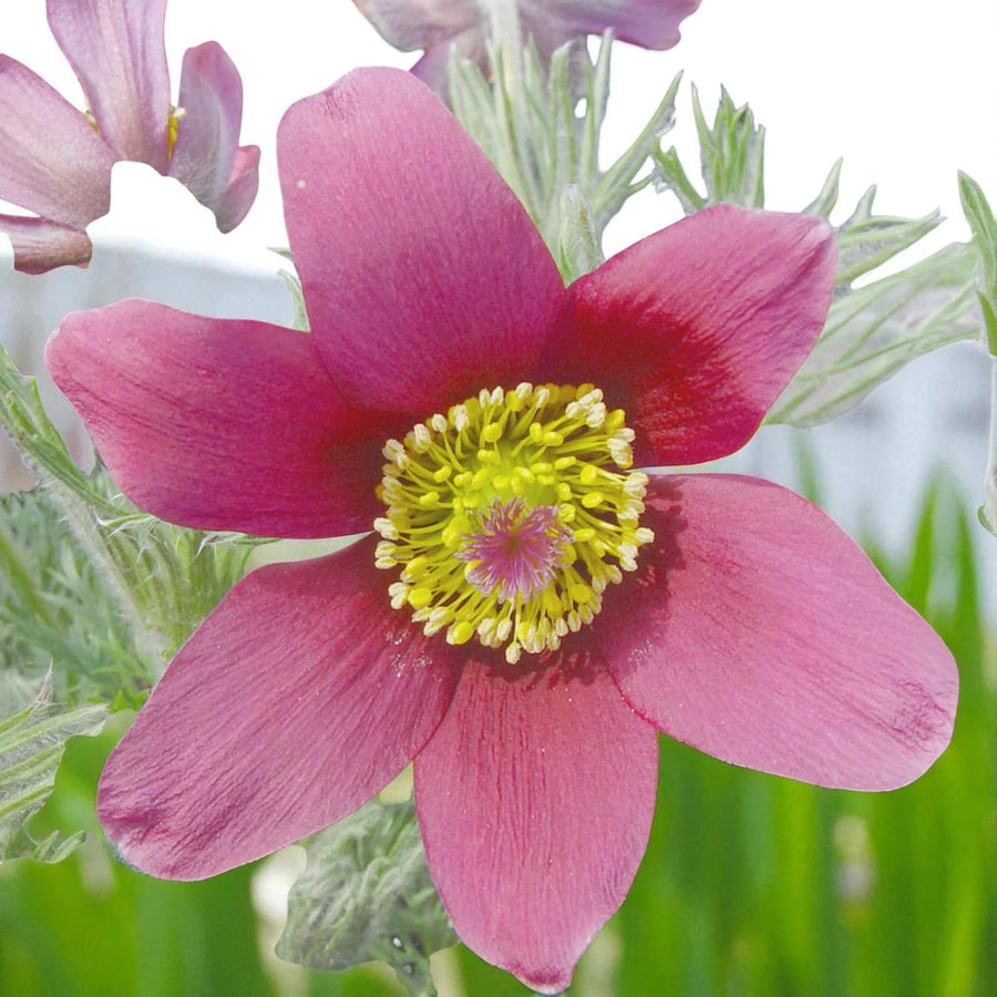 Pulsatilla Rosea Bare Root  3