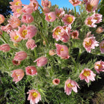 Pulsatilla Rosea Bare Root  1