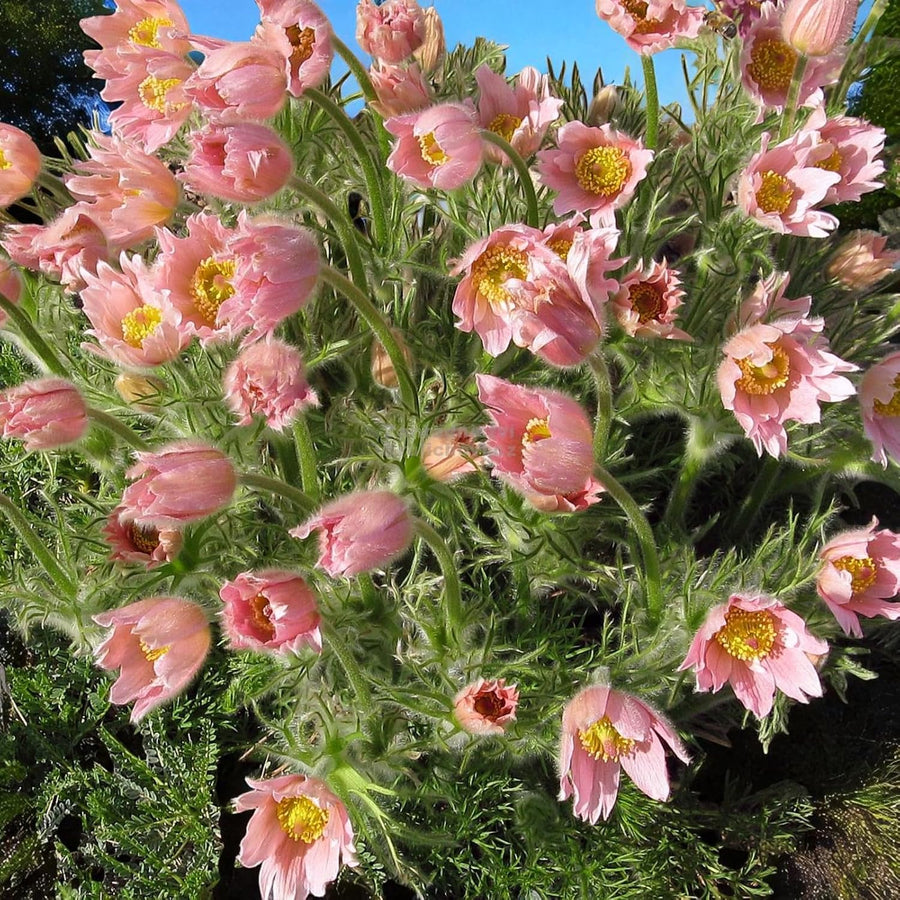 Pulsatilla Bare Root  6
