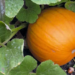 Pumpkin Harvest Moon F1  3