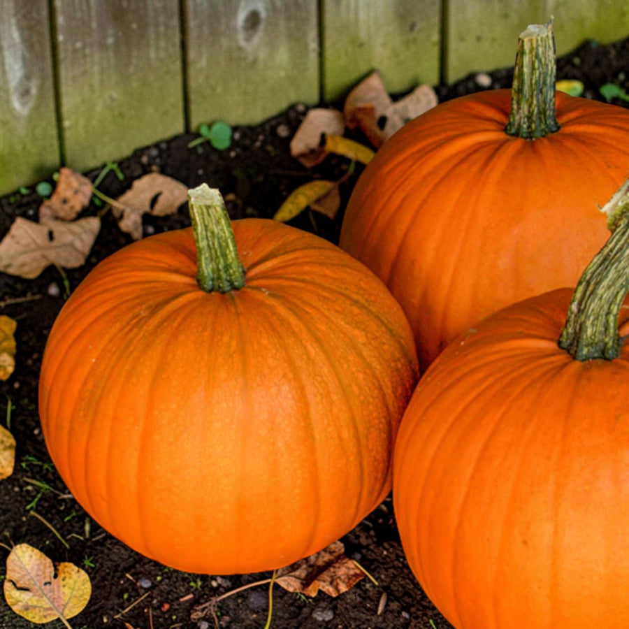 Pumpkin Harvest Moon F1  1