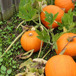Pumpkin Harvest Moon F1  2