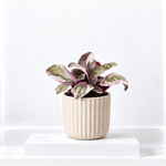 Purple Waffle Plant  1