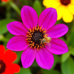Dahlia Happy Days Close up dahlia purple flower with blurred flowers in background.  3