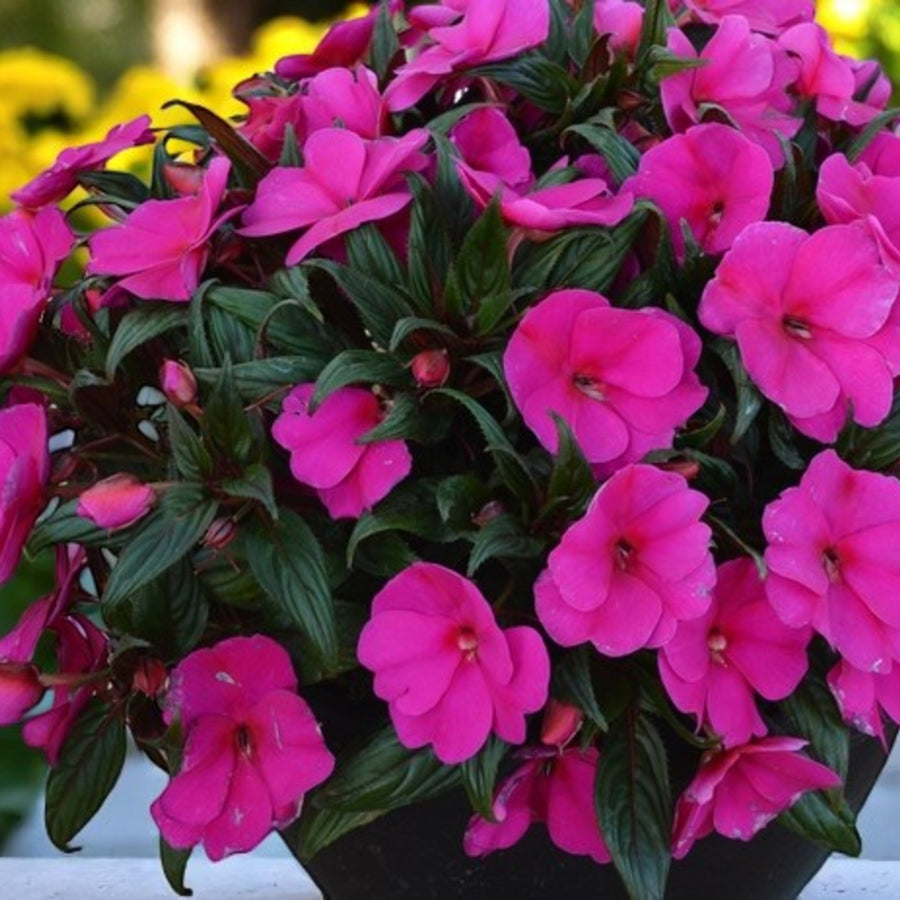 Impatiens Purple Blue New Guinea Bedding Plants Cluster of purple new guinea flowers against green foliage in a pot. 2