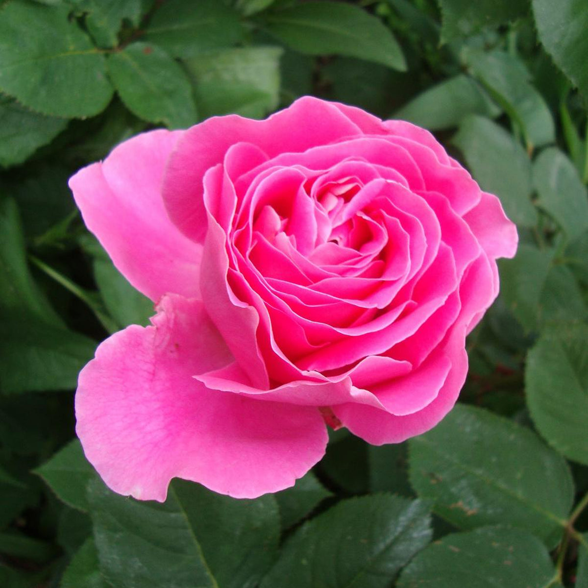 Quattro Indoor Rose Quattro Indoor Rose image2 2