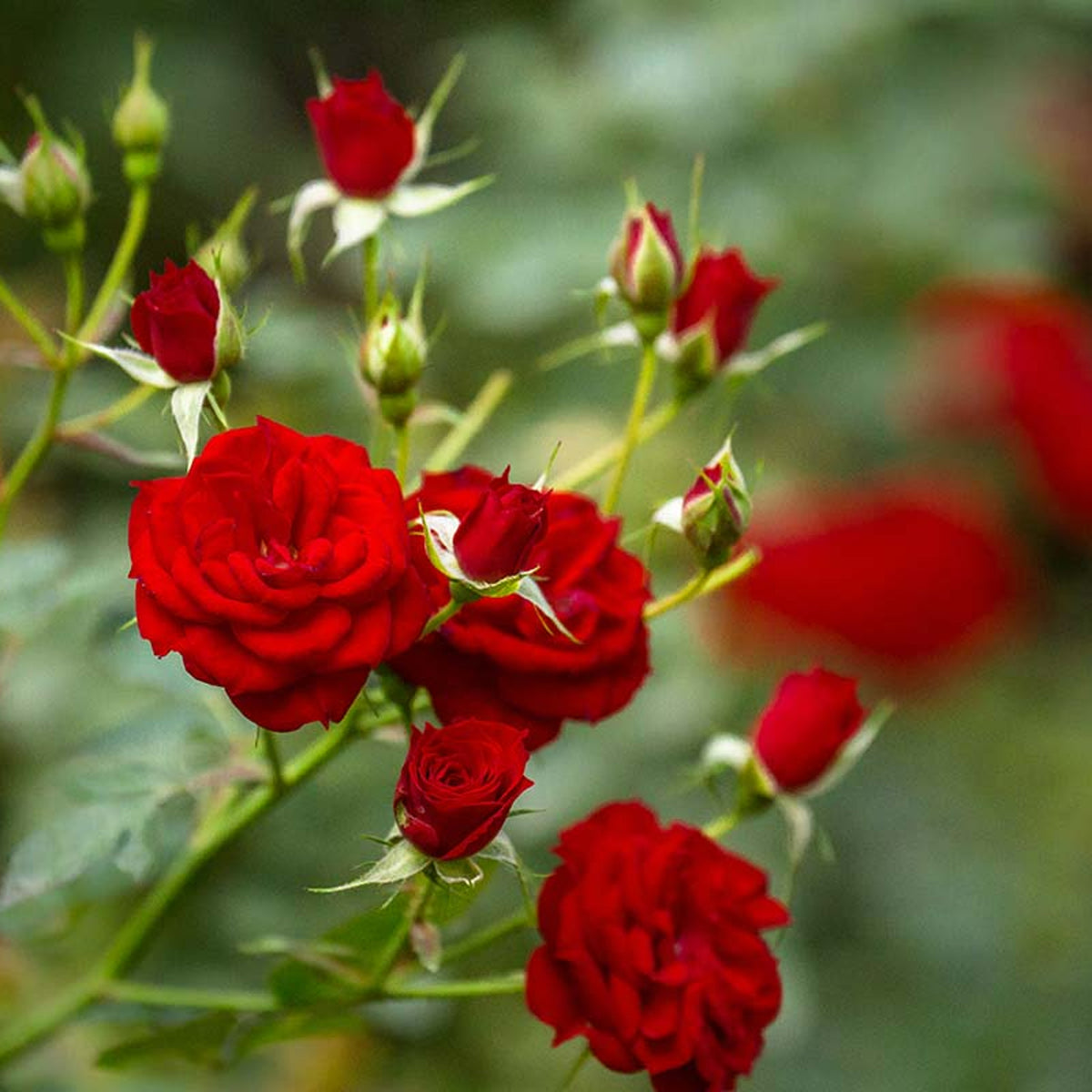 Quattro Indoor Rose Quattro Indoor Rose image3 3