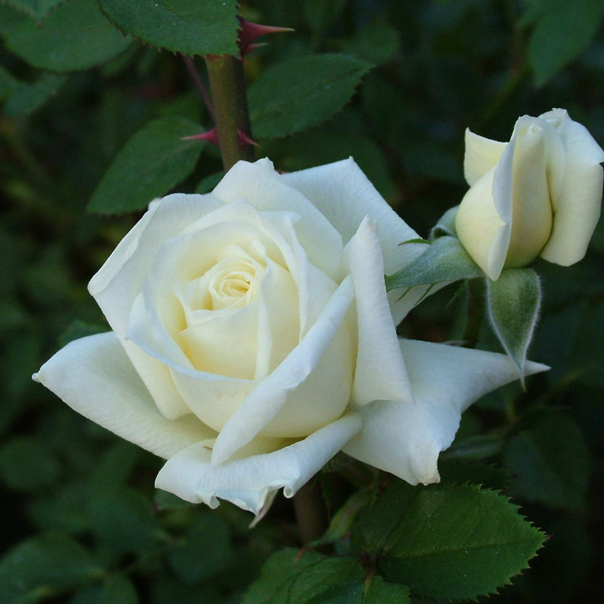 Quattro Indoor Rose Quattro Indoor Rose image4 4