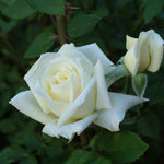 Quattro Indoor Rose Quattro Indoor Rose image4 4