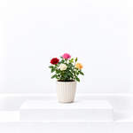 Quattro Indoor Rose  1