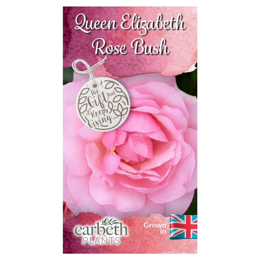 Queen Elizabeth Rose Bush Gift Wrapped Queen Elizabeth Rose Bush Gift Wrapped image2 2