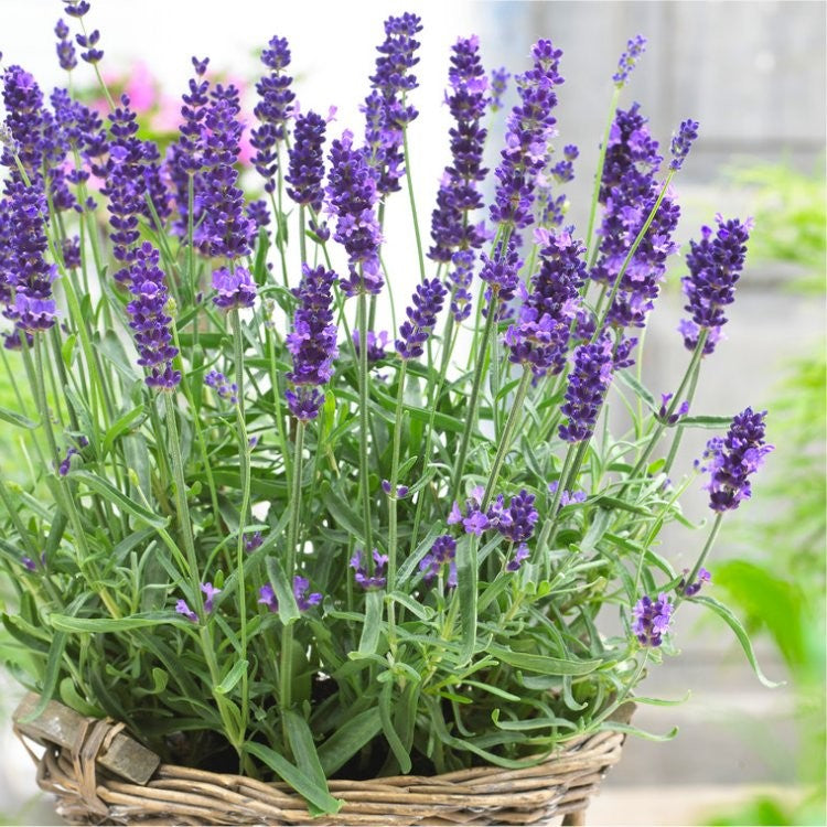 English Plant Lavandula Hidcote